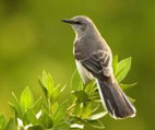 Jan. 19: MRCA Bird Hike in Towsley Canyon