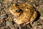 County, Developer Hatch Plan to Breed Toads