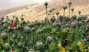 Opium poppy field in Afghanistan