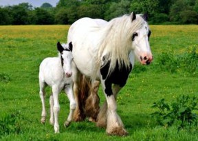 A Gypsy Cob mare and her foal enjoy the lush pastures of SD Farms in England.