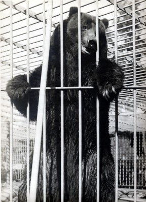 The San Francisco Examiner's Monarch, California's last grizzly, in the zoo at Golden Gate Park in the early 1900s.