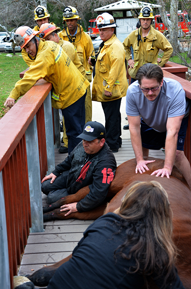 Horse being rescued