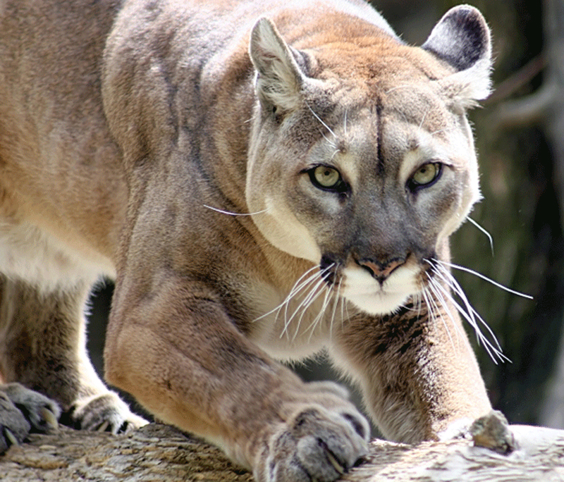 all names for mountain lions