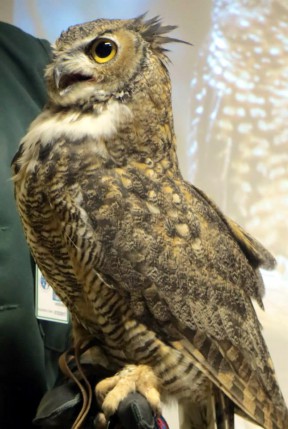 The late Owl Junior, aka OJ. Photo: Placerita Canyon Nature Center Associates.