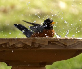robin splashing
