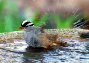 white-crowned_sparrow_bathing-55135525