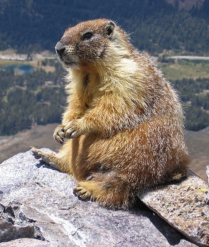 marmot 32277