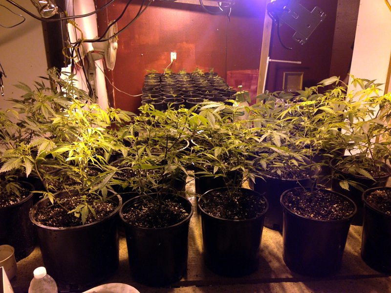 SCVNews.com | Deputies Bust Up Canyon Country Grow House; Sweep Nets 9