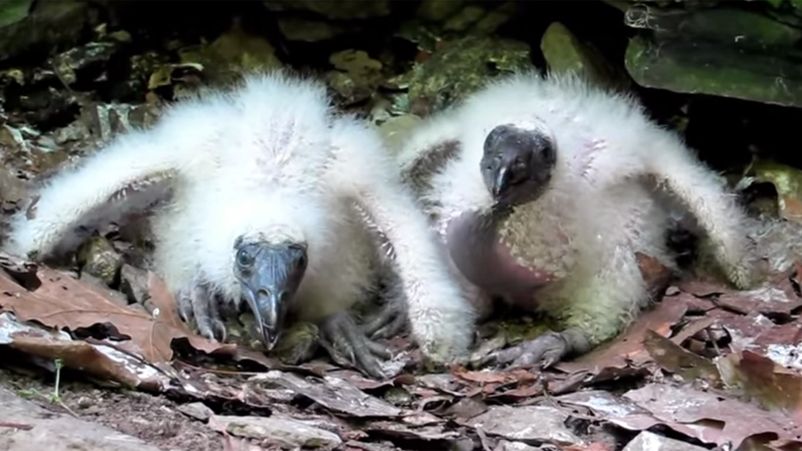 Turkey Vulture Test 06182015