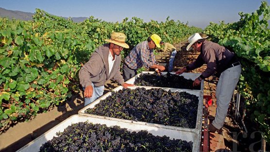 Farm workers inspect & clean PINOT NOIR GRAPES freshly picked & headed for the crush - MONTEREY COUNTY, CALIFORNIA