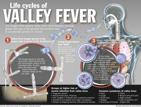 Valley Fever life cycles | Source: PLOS.org