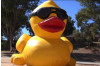 Adopt a Rubber Ducky This Month, Win Fabulous Prizes