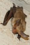 Nearly Half of County’s Rabid Bats in 2013 Were In SCV