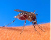 County Confirms First Positive West Nile Virus Mosquito Sample for 2016