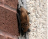 Rabid Bats Invade SCV