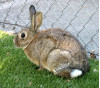 Animal Control Offers Special Promotion for Rabbit Adoptions