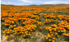 March 1: Antelope Valley California Poppy Reserve Set to Open