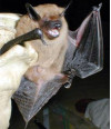 33 Rabid Bats Found in LA County, 25 in SCV