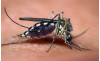 June 25-July 1: Mosquito Control Awareness Week