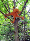 Save the Tree Octopus | Commentary by Dianne Erskine Hellrigel