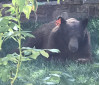 Pair of Bears Visit SCV in Search of Food