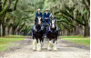 Nov. 16: Express Employment Professionals to Host Clydesdales for Carousel Ranch Benefit