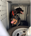 Dogs Left in Hot Van Rescued by SCV Deputies