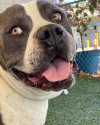 You’ll Be Way Safer-At-Home If You Adopt Butch