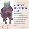 Animal Care & Control Reminding Community About National Rescue Dog Day
