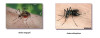 Invasive Mosquitos Found in Santa Clarita