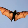 Rabid Bat Found in SCV