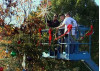Gold Star Families Place Silver Star Atop Community Tree