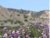 April 7: Wildflower Hike in Whitney Canyon