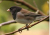 Placerita Nature News: All About Juncos