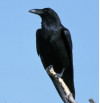 Placerita Nature News: The Amazing Raven