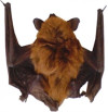 Rabid Bat Falls From Tree, Bites Acton Resident
