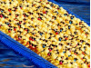Rubber Ducky Festival Coming Oct. 27 … Adopt Your Ducks Today