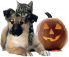 Tips for Keeping Pets Safe on Halloween