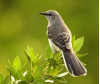 Aug. 17: Summer Birding in Towsley Canyon