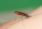 First West Nile Virus Death of 2024 Reported in SFV