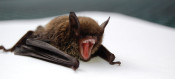 SCV is County Leader in Rabid Bats