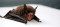 SCV is County Leader in Rabid Bats