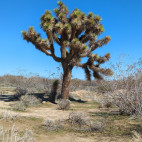 CSUN Prof Leads Study on How Climate Change Affects Joshua Trees