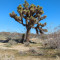 CSUN Prof Leads Study on How Climate Change Affects Joshua Trees