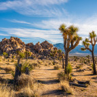 CSUN Professor Hopes Lancaster Joshua Tree Exhibit Draws Attention to the Threats Faced by the Species