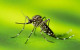 California Tracking Increase in Diseases Spread by Mosquitoes