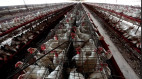 State Reports Six Human Bird Flu Cases Now Confirmed in California