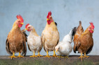 CDPH Investigating Possible Human Case of Bird Flu