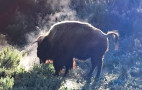 County Parks Announces Deaths of Monty, Bertha at Hart Park