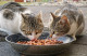 Public Health Warns Against Feeding Pets Raw Food